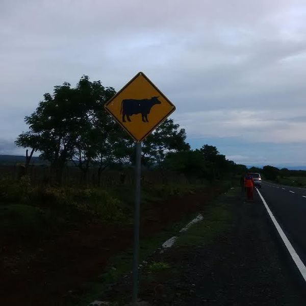 Hati hati Berkendara di Bima Banyak Hewan Ternak Berkeliaran Hati hati Berkendara di Bima Banyak Hewan Ternak Berkeliaran