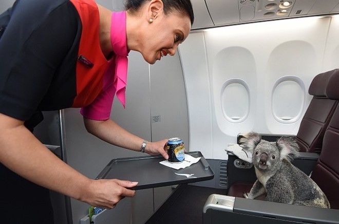Heboh Foto Koala Duduk di Kabin First Class Qantas