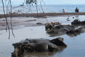 Pantai Aneh di Sumbawa, Isinya Kubangan Kerbau