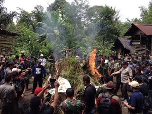 BNN, TNI dan Polri Musnahkan Ladang Ganja 3,5 Hektar di Bengkulu