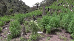 Kodim Gayo Lues Temukan Ladang Ganja Seluas 13,5 Hektare