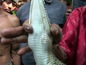 Buaya Beranting Emas yang Hebohkan Karawang Akhirnya Dilepas Lagi ke Sungai