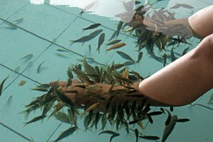 Fish Spa yang Menyehatkan di Kaki Gunung Salak