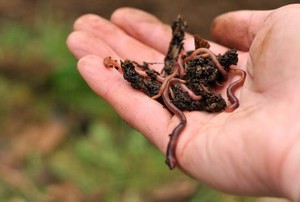 Fenomena Langka Hujan Cacing Dilaporkan Terjadi di Norwegia