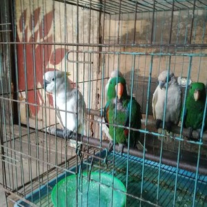 Warga Wanam Merauke Adukan Penjualan Satwa Langka ke Satgas Illegal Fishing