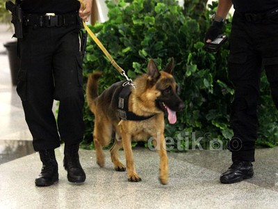 K9 Paspampres Bantu Pengamanan Persiapan KAA