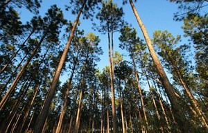 Apple Beli 36 Ribu Hektar Hutan untuk Konservasi