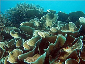 Yang Unik di Takabonerate, Daun di Dalam Laut
