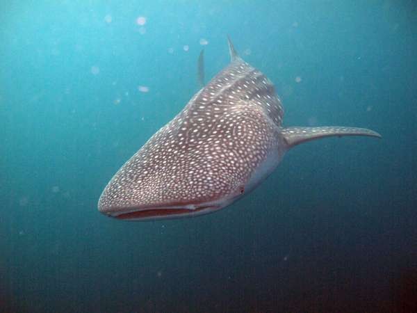 Nabire & 4 Spot Terbaik Berenang Bareng Hiu Paus