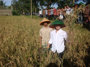 Ini Gaya Menteri Rini Saat Panen Beras di Sawah Banyumas