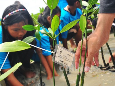 Aksi Tanan Mangrove di Kepulauan Seribu