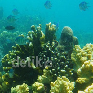 Menteri Susi Siapkan Rp 44 M untuk Hitung Stok Ikan di Laut, Begini Caranya