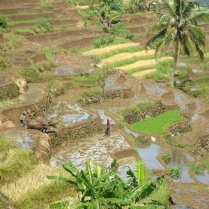 Satu Tahun Lahan Pertanian Menyusut 100 Ribu Hektar, Jadi Mal dan Properti