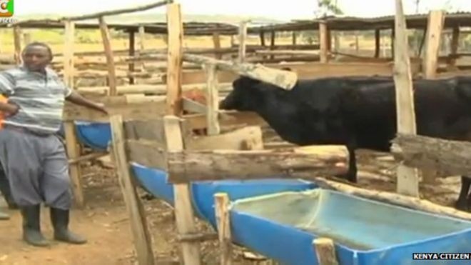 Seekor Sapi Makan Domba di Kenya