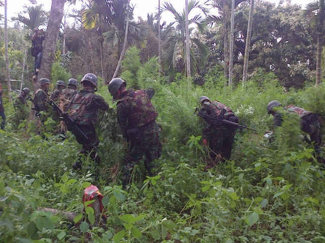 Kodim Aceh Utara Temukan Ladang Ganja Seluas 6 Hektar