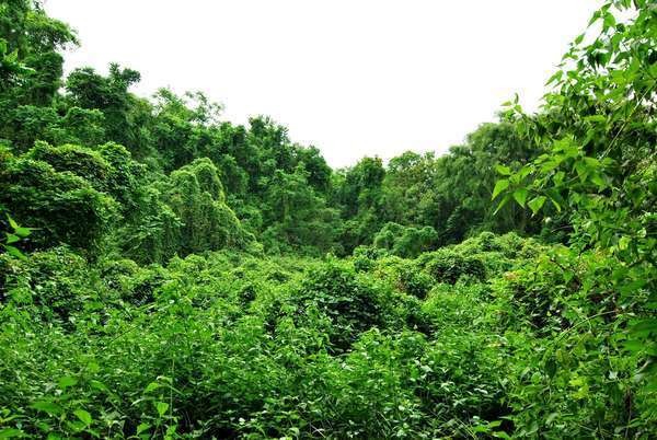 Jokowi Perpanjang 2 Tahun Moratorium Izin Hutan