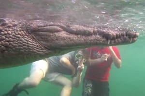 Ekstrem! Turis berenang & Foto Bareng Buaya di Kuba