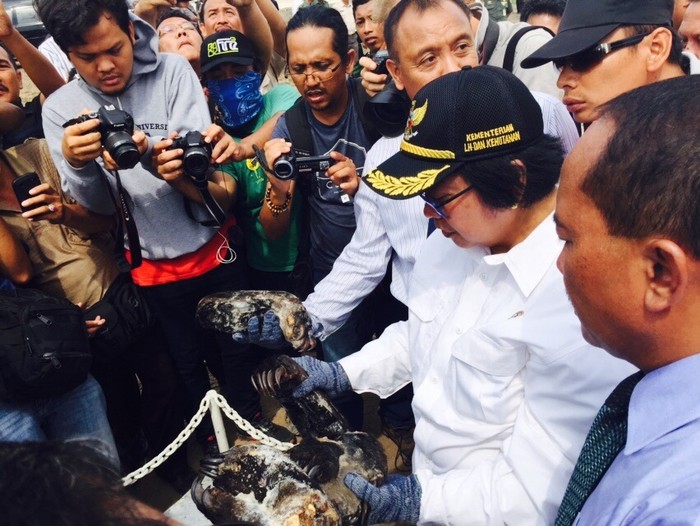 Kemenhut LH Ungkap Perdagangan Ilegal 6 Beruang Madu di Sumut