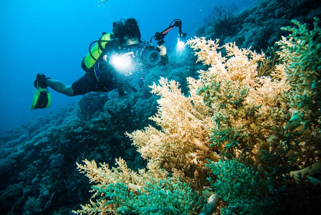 Foto Underwater Keren, Indonesia Tempatnya!