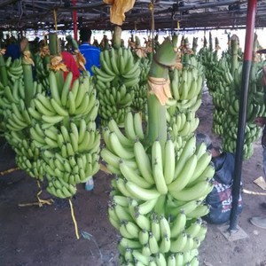 Mengintip 3.700 Hektar Lahan Pisang Mulus Sunpride di Lampung Timur