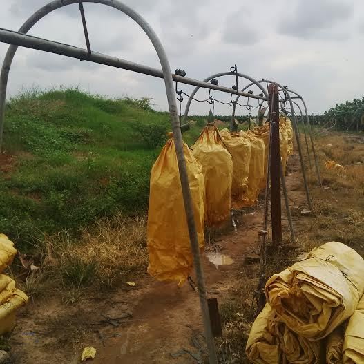 Pakai Cabel Way yang Ditarik Manusia, Buat Pisang Sunpride Mulus
