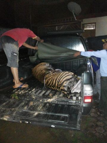 Harimau Sumatera Mati Terlilit Kawat Jeratan Babi di Sumbar