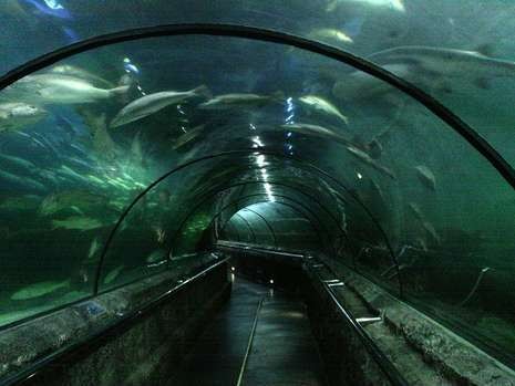 Pertengahan Mei, Seaworld Akan Dibuka Kembali