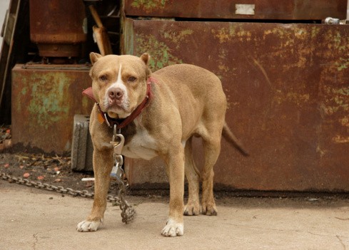 Digigit Anjing Pitbull 4 Orang Di As Terinfeksi Bakteri Yersinia
