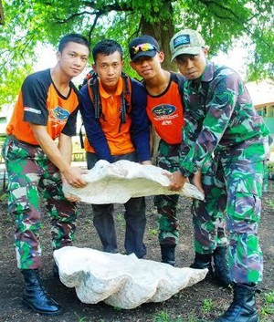 Wilayah Alor Pernah Jadi Tempat Berkembangbiak Kerang Raksasa Purba