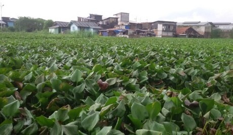 Tak Ada Lagi Asa di Kampung Apung yang Kini Kembali Tenggelam