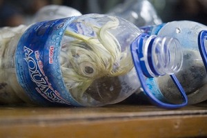 Duh! 11 Ekor Kakatua Jambul Kuning yang Disekap di Botol Mineral Mati