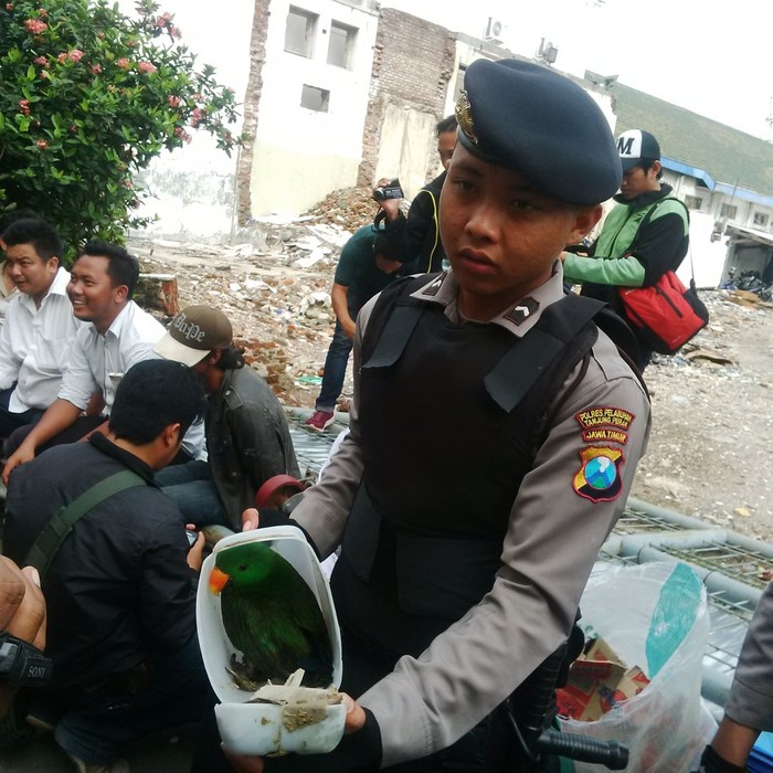 Kakatua di Botol Bukan yang Pertama, Pernah Ada yang Dimasukkan Pipa