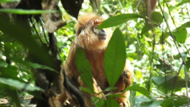 Kisah Lutung Kelahiran Inggris Beradaptasi di Hutan Jawa