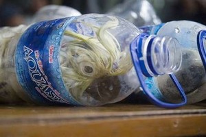 Penyelundupan Kakatua di Botol, Walhi: Harus Dikejar Sampai Bandarnya