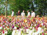 Menikmati Keindahan Bunga Tulip Belanda di Film 'Negeri van Oranje'