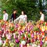 Menikmati Keindahan Bunga Tulip Belanda di Film 'Negeri van Oranje' Menikmati Keindahan Bunga Tulip Belanda di Film 'Negeri van Oranje'