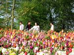 Menikmati Keindahan Bunga Tulip Belanda di Film 'Negeri van Oranje'