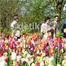 Menikmati Keindahan Bunga Tulip Belanda di Film 'Negeri van Oranje' Menikmati Keindahan Bunga Tulip Belanda di Film 'Negeri van Oranje'