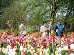 Menikmati Keindahan Bunga Tulip Belanda di Film 'Negeri van Oranje'