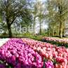 Menikmati Keindahan Bunga Tulip Belanda di Film 'Negeri van Oranje' Menikmati Keindahan Bunga Tulip Belanda di Film 'Negeri van Oranje'