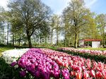 Menikmati Keindahan Bunga Tulip Belanda di Film 'Negeri van Oranje'