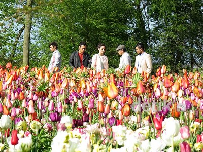 Menikmati Keindahan Bunga Tulip Belanda di Film Negeri van Oranje