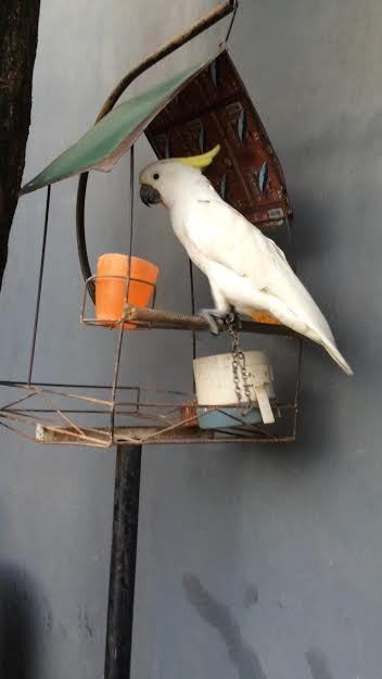 Warga Bekasi Ini Siap Bebaskan Kakatua Jambul Kuning, Siapa Menyusul?