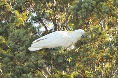 Kementerian LHK Buka Posko #SaveSiJambulKuning