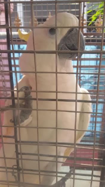 #SaveSiJambulKuning, Kerelaan Melepas Jacob yang Sudah Dipelihara 5 Tahun