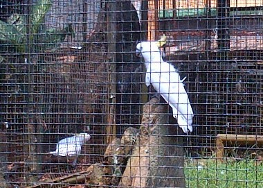 Pelihara Kakatua No Lihat Di Taman Burung Yes