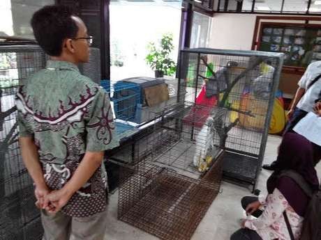 Ada 4 Kakatua Lagi yang Bakal Diserahkan ke Posko Manggala Wanabakti