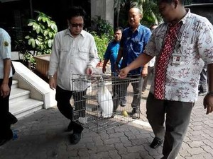 #SaveSiJambulKuning, UU Konservasi Harus Direvisi karena Sanksi yang Lemah