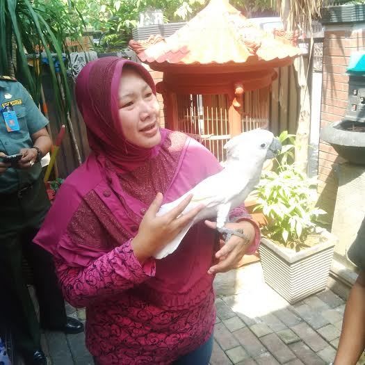8 Tahun Bersama, Mata Uci Berkaca-kaca Lepas Si Jambul Putih ke BKSDA