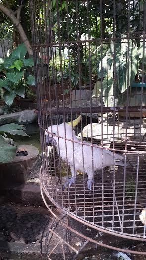 Curhat Marvel yang Kesulitan Selamatkan Cenderawasih dan Kakatua ke Alam